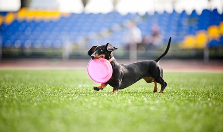 brinquedos para cães brinquedos para cães