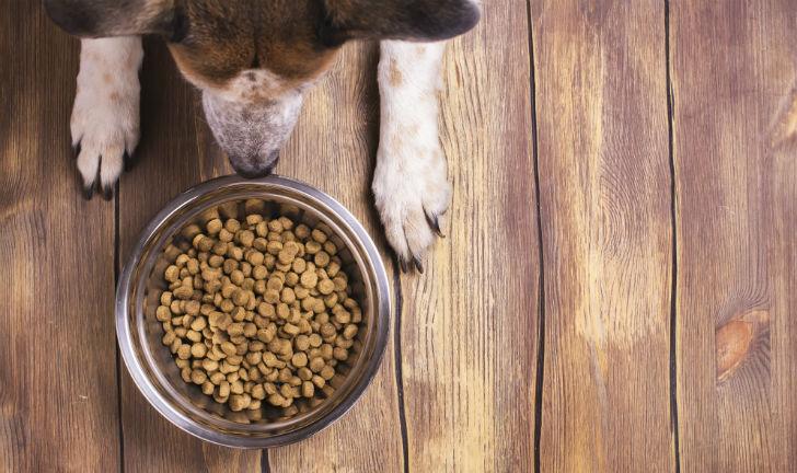 As 4 Melhores Rações Para Cachorros em 2018