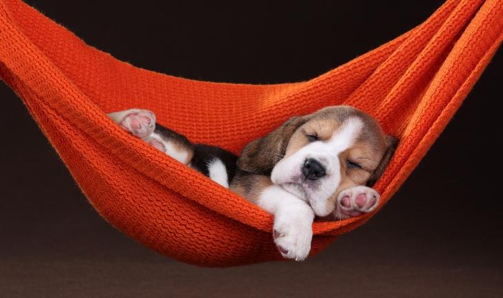 Enxoval para cachorro: confira os melhores itens para o seu pet!