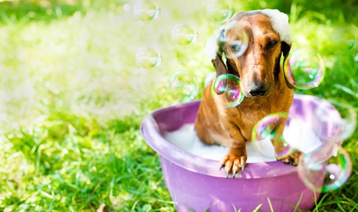 Capa do post: Higiene do pet: 9 produtos de perfumaria e higiene para cães