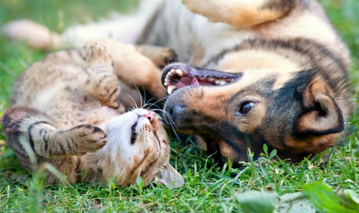 Os melhores produtos para seu pet: tudo para cães e gatos!