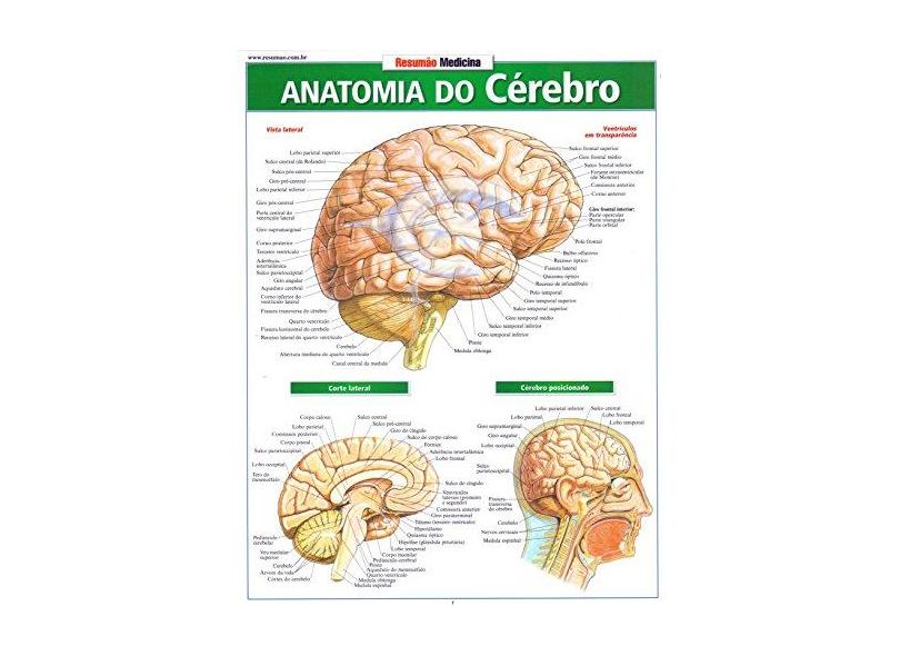 Anatomia do Cêrebro - Perez Vincent - 9788577113347