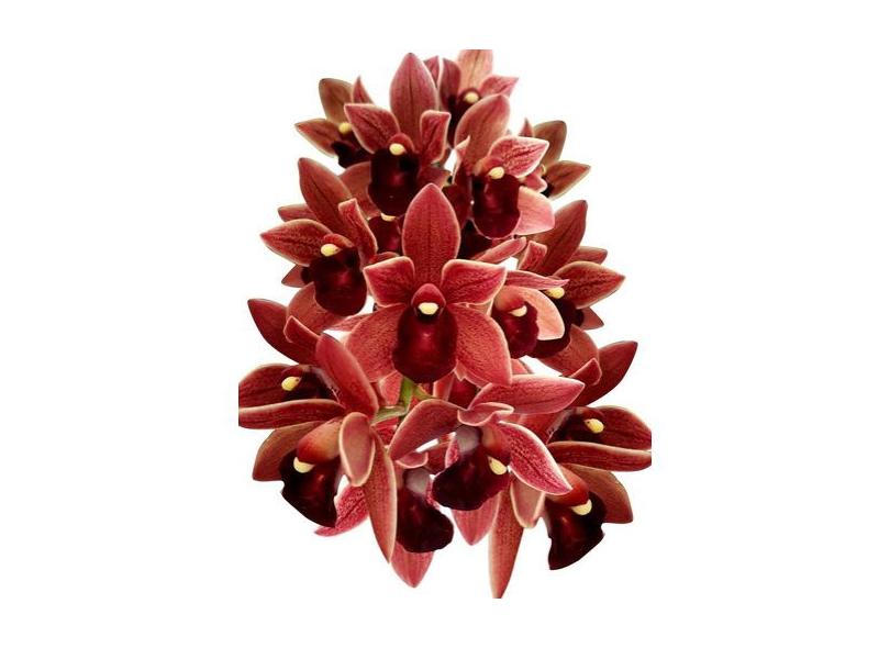Muda Orquídea Cymbidium Pendente Dorothy Stockstill com o Melhor Preço é no  Zoom