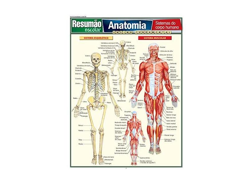 Resumão Escolar - Anatomia - Ensino Fundamental - Perez, Vincent; Perez, Vincent - 9788577111787