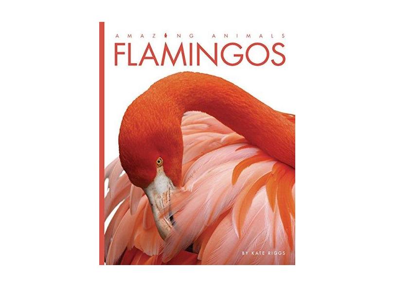 Amazing Animals: Flamingos - Kate Riggs - 9781628320886