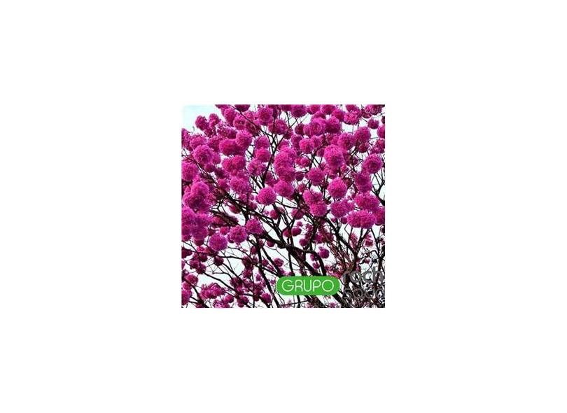 Chá De Ipê Roxo Orgânico 100 Gramas com o Melhor Preço é no Zoom