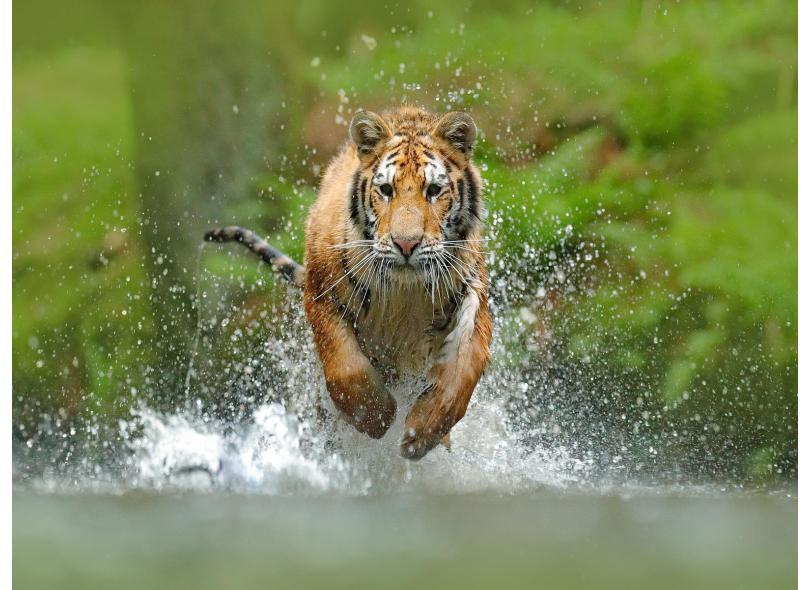 Papel De Parede Animais Tigre Correndo Rio 3D Anm237 com o Melhor Preço é  no Zoom