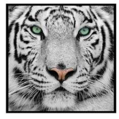 quadro tigre branco casal para decoração 3 peças