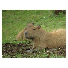 Imagem de Quebra-Cabeça De Mdf Capivara De 300 Peças - Coleçõ Tea E Amor