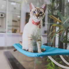 Imagem de Cama De Janela Para Gatos Pets Caminha Suspensa Com Ventosa Abrigo Red