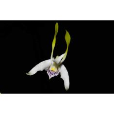 Imagem de Orquidea Dendrobium antenatum