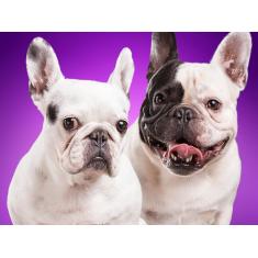 Imagem de Papel De Parede Animais Casal Cachorros 3D Anm149