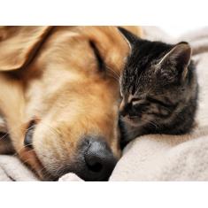 Imagem de Papel De Parede Animais Cão Gato Dormindo 3D Anm154