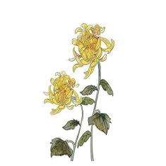 Imagem de Aplicação de Película de Janela Privacidade Película de Janela Aderência Estática Sem Cola Decorativa Flor Amarela Tratamentos de Janela Coberturas de Janela Adesivo de Janela Adesivos de Janela (50 x