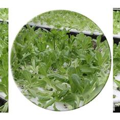 Imagem de Prato de pratos de vegetais cultivados sem água de porcelana decorativa Salver louças de jantar