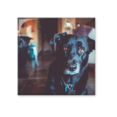 Imagem de Pedra adorna de tijolo vitrificado com imagem de animal de estimação de cachorro preto