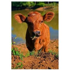 Imagem de 2 Quebra-Cabeça Cognitivo Reabilitação Idosos Fazenda 60 Pc - Coleção