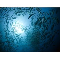 Imagem de Papel De Parede Vida Marinha Peixes Cardume 3D Fm97