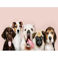 Imagem de Papel De Parede Animais Filhotes Cães Pets 3D Anm261