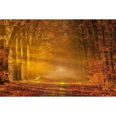 Imagem de Papel de Parede Paisagens Floresta 27 - 1,00 X 1,00