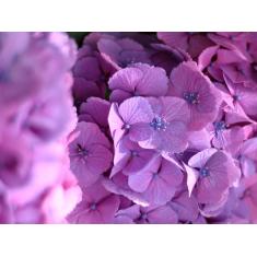 Imagem de Papel De Parede Flores Floral Flor Natural 3D  Nfl174