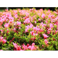 Imagem de Papel De Parede Flores Floral Flor Natural 3D  Nfl191