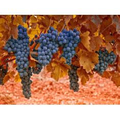 Imagem de Papel De Parede Fruta Cacho De Uva Parreira 3D Al70