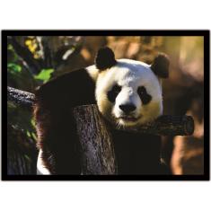 Imagem de Quadro Decorativo Animais Urso Panda - 24