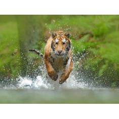 Imagem de Papel De Parede Animais Tigre Correndo Rio 3D Anm237