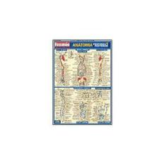 Imagem de Resumão Anatomia Profunda & Posterior - França, Maria Ignez T. - 9788588749566