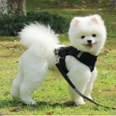 Imagem de Coleira Peitoral P/ Pets Cachorro Gato Pequeno Médio Grande - Atelie