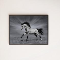 Imagem de Quadro Decorativo Fotografia Cavalo  e  45x34cm