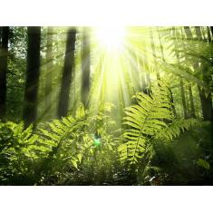 Imagem de Papel De Parede Floresta Natureza Árvores 3D 3M² Xna173