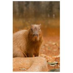 Imagem de Quebra-cabeça Capivara de 300 peças