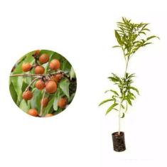 Imagem de Muda De Saboneteiro 20 A 40cm Amk - Plantas Online - Amk Jardinagem E