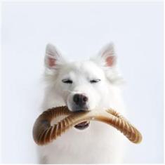 Imagem de Osso De Nylon Benebone Dental Chew Bacon