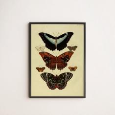 Imagem de Quadro Decorativo Borboletas Vintage