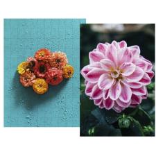 Imagem de Kit 2 quebra-cabeças cognitivos idosas flores do brasil 60
