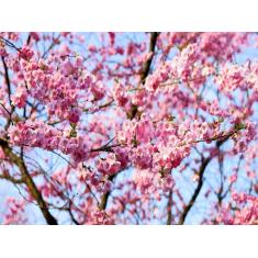 Imagem de Papel De Parede Flores Floral Flor Natural 3D Nfl230