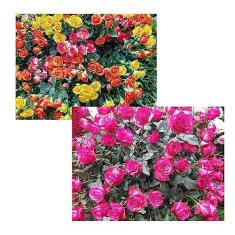 Imagem de Kit 2 Quebra-cabeças Cognitivos para a Mente Primavera em Atibaia 60 peças