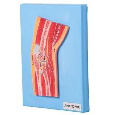 Imagem de Secção Mediana Da Articulação Do Cotovelo, Anatomia