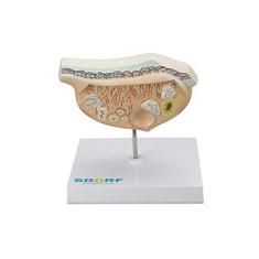 Imagem de Modelo de Ovário em Expansão