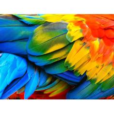 Imagem de Papel De Parede Animais Penas Coloridas 3D Anm232