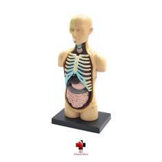 Imagem de Anatomia do Torso Humano