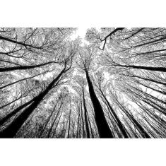 Imagem de Puzzle-Forest em preto e branco - cenário de quebra-cabeça de 1000 peças