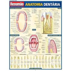 Imagem de Resumão Anatomia Dentária - França, Maria Ignez T. - 9788588749580