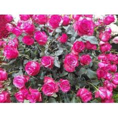 Imagem de Quebra-Cabeça Cognitivo Primavera Em Atibaia 300 Peças - Coleção Tea