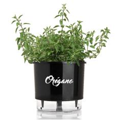 Imagem de Vaso Raiz Auto Irrigável N3  Orégano Temperos Oferta