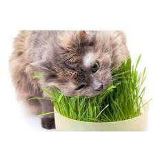 Imagem de Sementes de Grama dos Gatos 1000 sementes