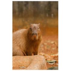 Imagem de Quebra-Cabeça A Capivara De 60 Peças - Coleçõ Tea E Amor